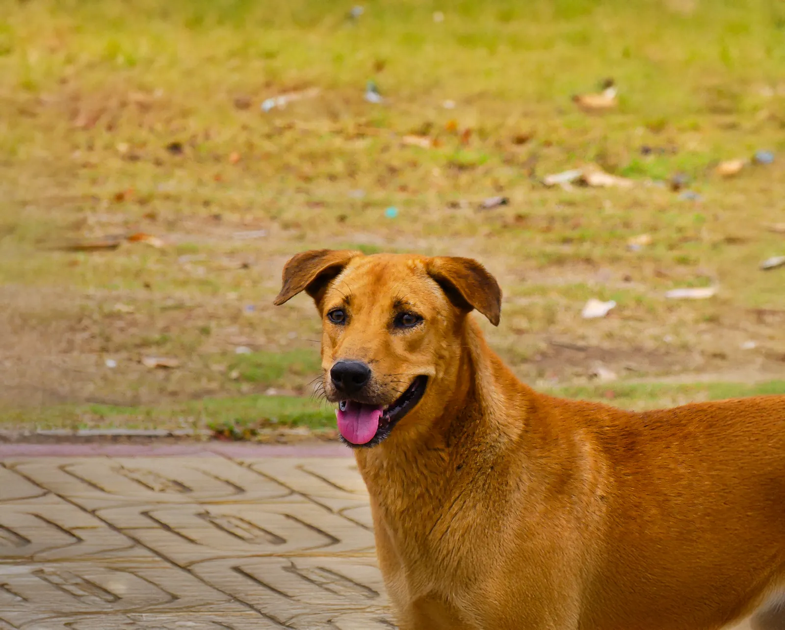 Cão posando em jardim