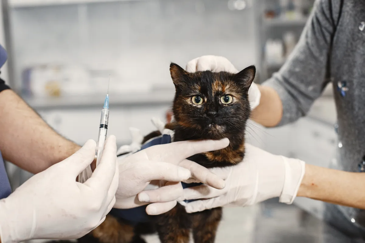 Veterinária examinando gato