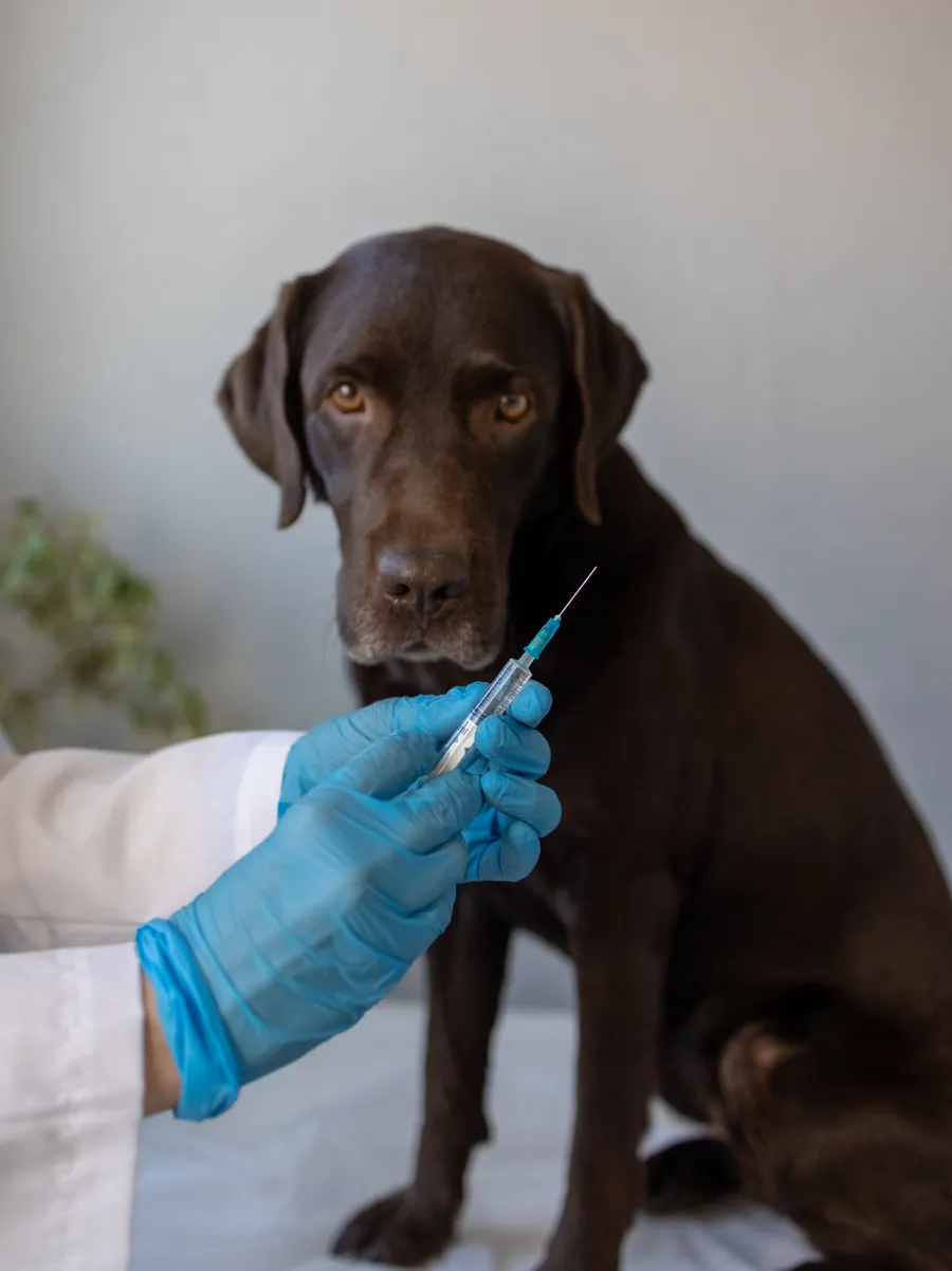 Veterinária examinando cão